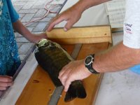 Measuring Jeff Jack's fish entry